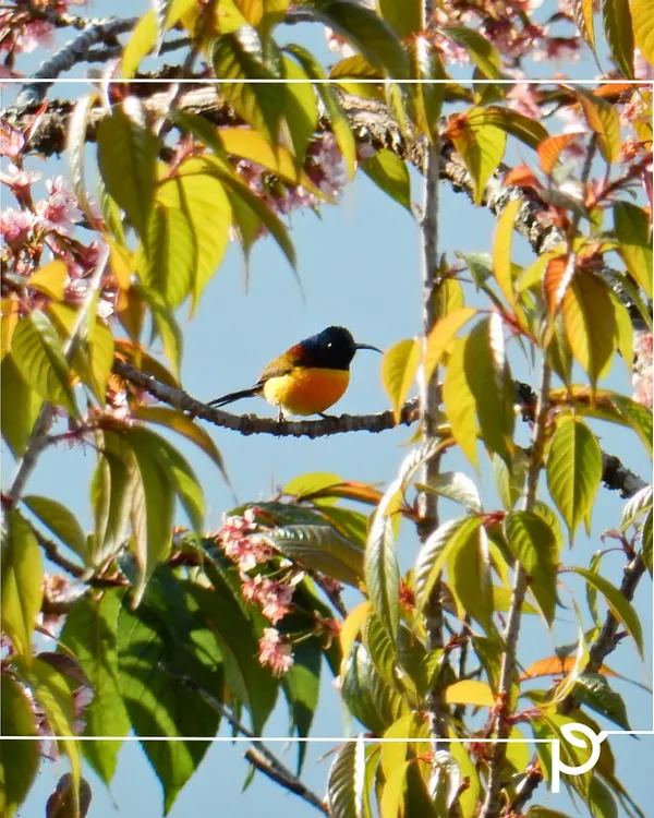 A beautiful sunbird perched on a flowering tree. By planting native species, we create gardens that provide food and shelter for local birds, filling your space with melody and life.