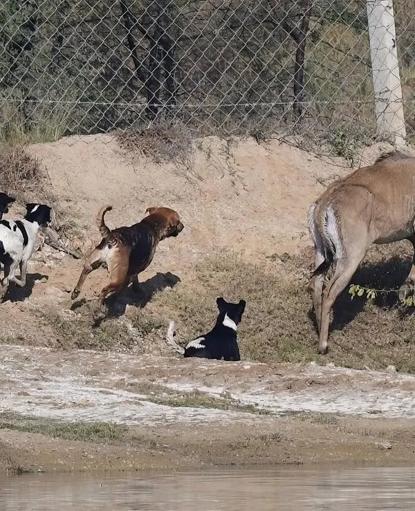 A pack of feral dogs corners a Nilgai, India's largest antelope. The next morning, she was found dead. This is the stark reality of the threat these dogs pose to native wildlife.