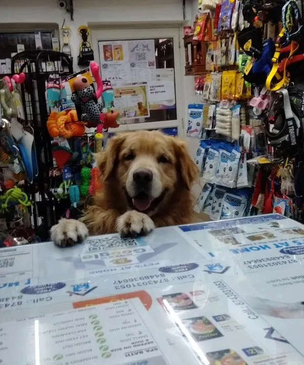 I love it when my furry customers make themselves at home. This handsome boy looks ready to take your order!