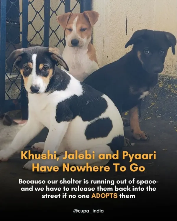 URGENT APPEAL: Khushi, Jalebi, and Pyaari have nowhere to go. Our Trauma Centre is overflowing, and if these healthy, 3-month-old puppies aren't adopted, we'll have to release them back to the streets. They deserve a safe home.