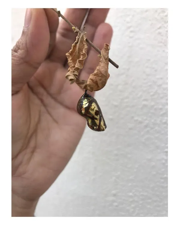 The golden chrysalis of a Tithoria tarricina butterfly, held in hand. Nature provides endless inspiration for architectural forms, textures, and sustainable processes, a concept known as biomimicry.