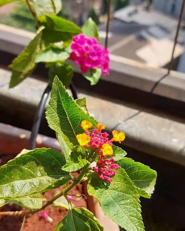 The multi-colored Lantana flower is a favorite for butterfly gardens, offering a continuous bloom of bright pink and yellow.