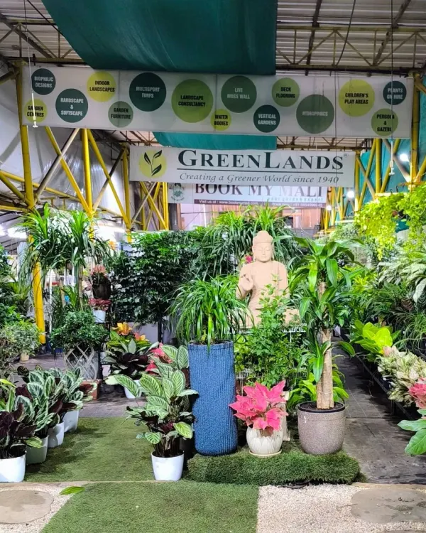 A wide view of our garden centre, showcasing the sheer variety of indoor plants, from Calatheas to Ficus, all under one roof. We are your one-stop shop for creating a greener world at home.