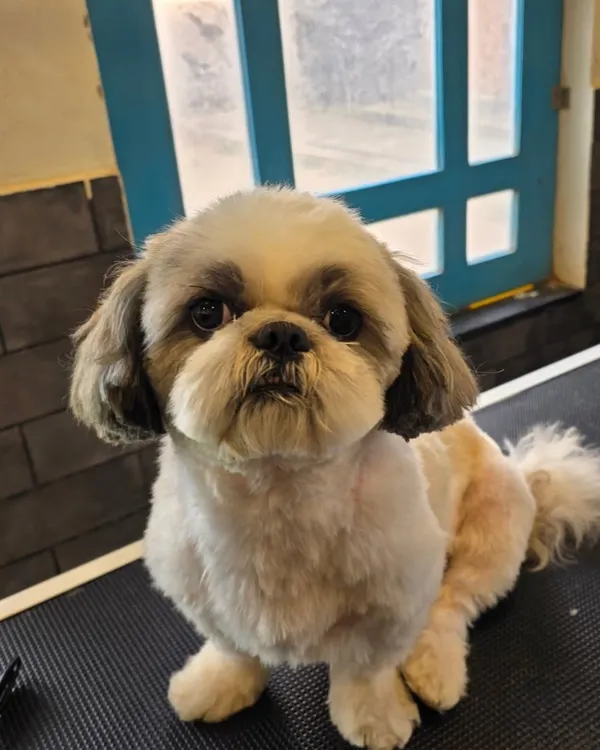 A perfect example of a Shih Tzu puppy cut. This style keeps the coat short and manageable, preventing tangles while maintaining that adorable round face. This little one is looking extra cute.