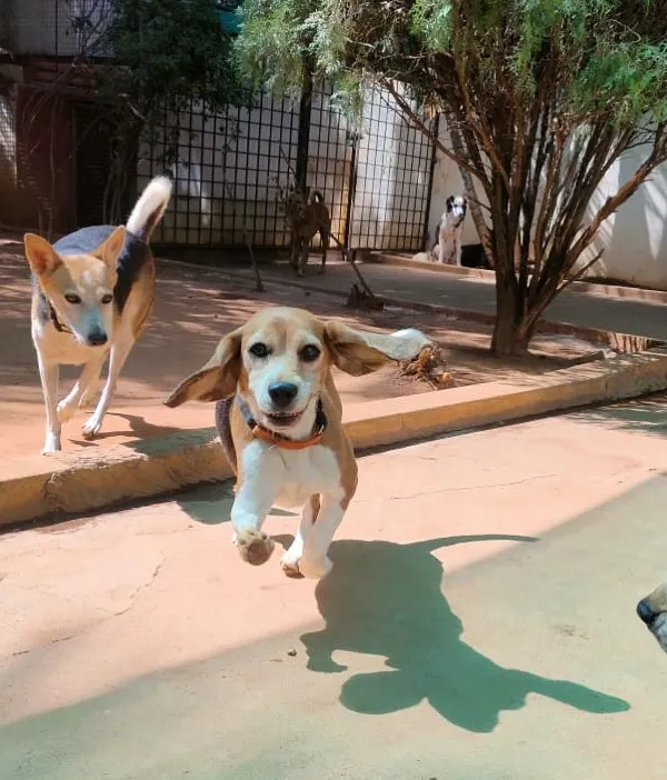 This is what pure joy looks like! We love seeing our guests let loose and have fun in our spacious, secure play yards. A happy, tired dog is our ultimate goal.