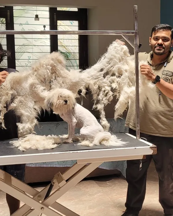 This is why I say grooming is not just for looks, it's for health. This little one was carrying a heavy, painful coat of matted fur. We spent hours carefully clipping and combing to free her from it. This is the pile of fur we removed.