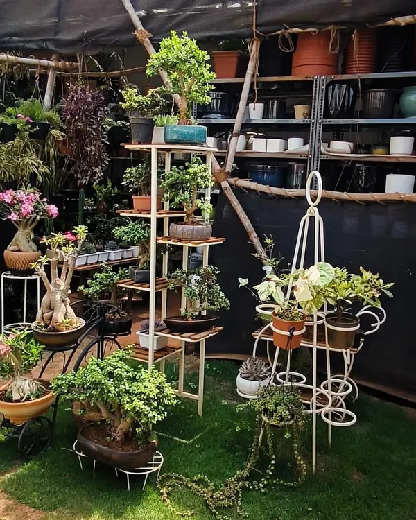 A corner of my nursery on a sunny day. You can see some of my bonsai collection, plant stands, and shelves stocked with various pots and plants.