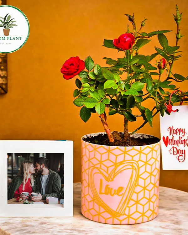 For a truly romantic gesture, I offer hampers like this one, which combines a live rose plant with a personalized photo frame. It’s a thoughtful anniversary or Valentine's Day gift that celebrates your relationship in a unique and lasting way.