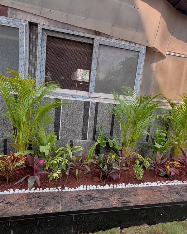 This is the finished look for a residential project at Lodha Villa. I created a layered garden bed along the side of the house, using tall Areca Palms for height and colorful Crotons and other foliage plants for ground cover, all framed by a clean white pebble border.