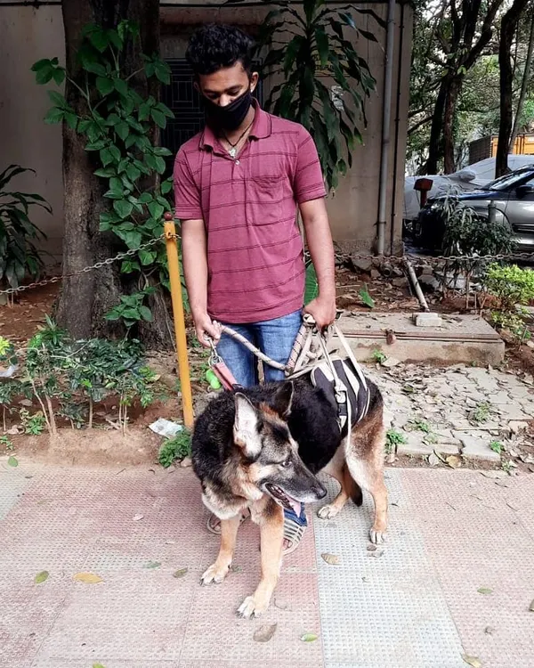 Here we are helping our friend Smooch on his daily walk. He is a 10-year-old German Shepherd with muscle weakness in his back, so we use a special support harness to help him move comfortably and safely. It is all about patience and gentle support.