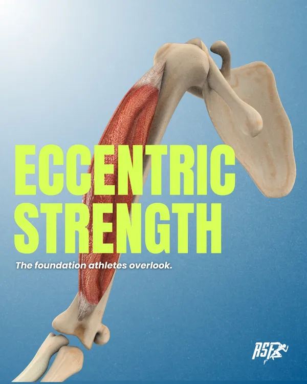 Eccentric strength, the ability to control force while a muscle lengthens, is the foundation that many athletes overlook. This anatomical view of the bicep illustrates the muscle action that is critical for absorbing impact and preventing injury.