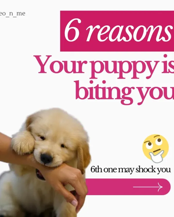Is your puppy biting you constantly? It's a normal behavior with many causes, from teething pain to lack of sleep. This guide explains the six main reasons for puppy biting and provides practical, force-free solutions for each.