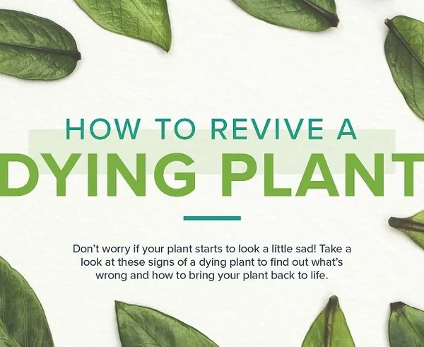 Don't worry if your plant starts to look a little sad. This guide introduces the common signs of a dying plant and helps you find out what's wrong so you can bring your plant back to life.