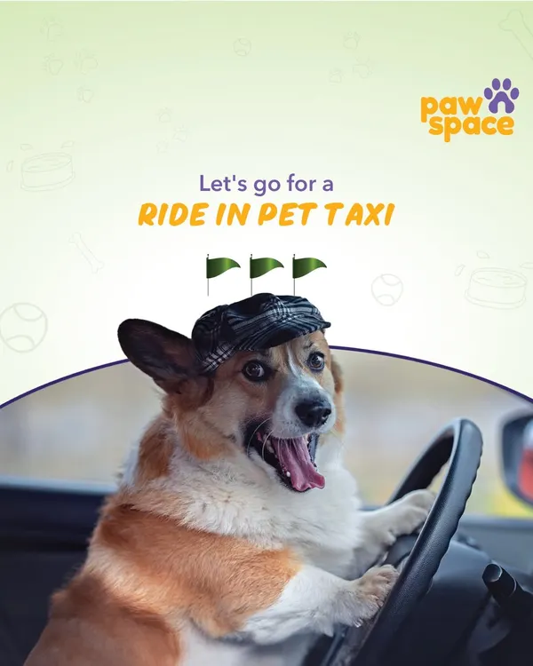 Let's go for a ride. This is the energy we bring to every trip, ensuring your pet is excited and happy for their journey in our dedicated pet taxi.
