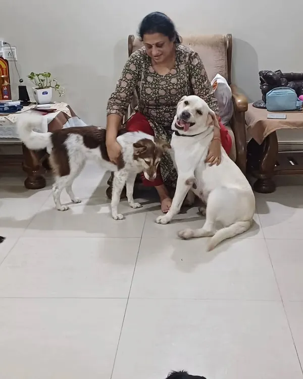 This is Yoshi. I fostered her when she was pregnant, and we became a team. She was such an amazing mother to her own pups and even helped nurse another litter I fostered. She taught me so much about a mother's love and found her forever home with her adopted babies.