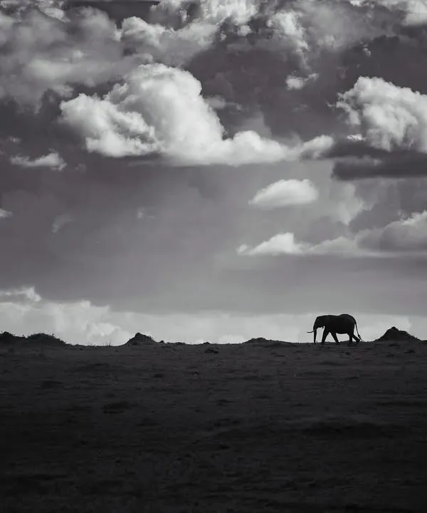A lone elephant walks across the vast plains of the Masai Mara under a dramatic, cloud-filled sky. This black and white image emphasizes the solitude of the animal and the raw beauty of the landscape.