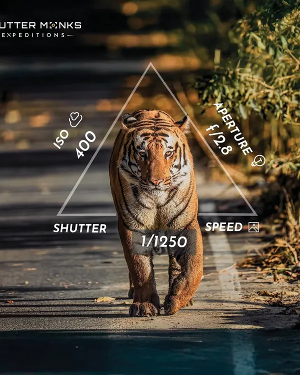 Here are the exact settings I used to capture the 'Rocket Shot' of this tiger. On my workshops, I provide this kind of practical, on-the-spot guidance to help you master the exposure triangle (ISO, Aperture, Shutter Speed) for crisp, dynamic wildlife shots.