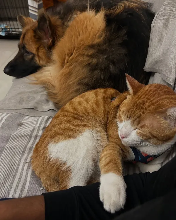 This is what a peaceful home looks like. I specialize in creating a calm environment where different species, like Jarvis the cat and Pumpkin the German Shepherd, can learn to trust each other and relax together.
