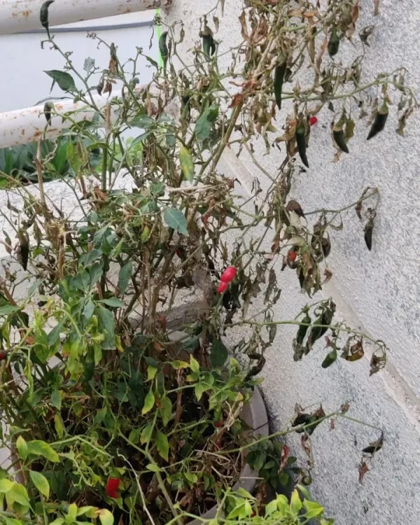Seeing your plant dry up suddenly can be alarming. This is often a sign of root problems from overwatering, a common issue during the monsoon. We teach you how to ensure good soil aeration and when to protect your plants from excessive rain.