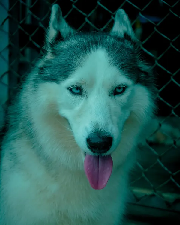 A stunning close-up of one of our resident Huskies. Their striking blue eyes and friendly nature make them a favorite among visitors.