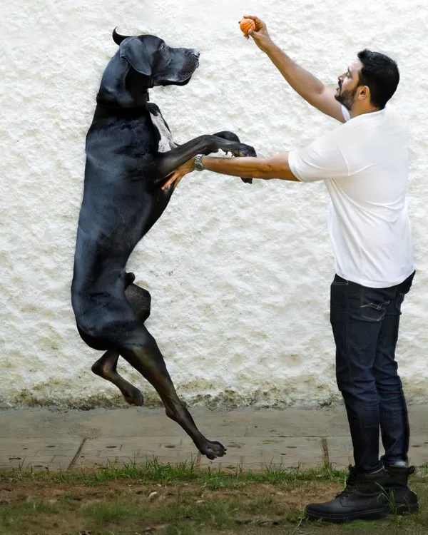 This is what pure joy looks like. Capturing the split-second of flight when a gentle giant like this Great Dane forgets his size and becomes a puppy again is why I love my job. It’s about freezing those energetic, love-filled moments between a pet and their person.