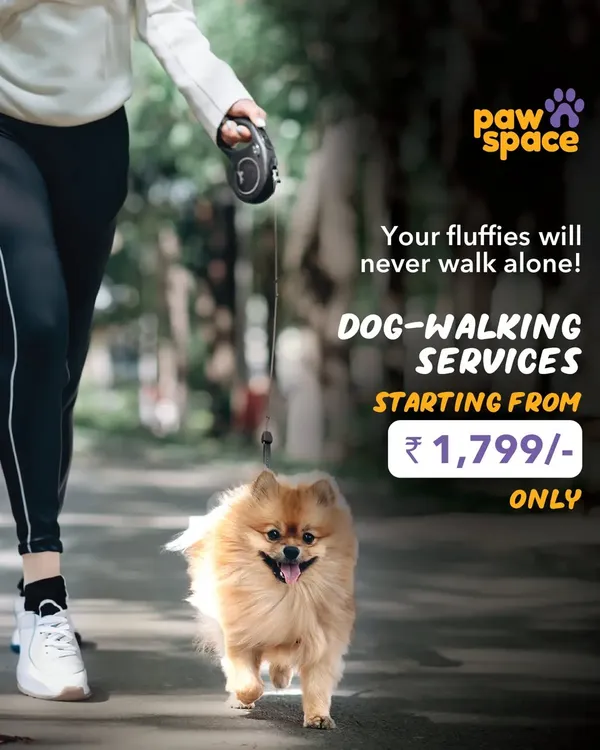 We ensure your dog gets the daily exercise and adventure they crave, even when your schedule is packed. Our professional dog walking services in Bangalore are designed for your peace of mind, with reliable handlers and subscription plans starting at just ₹1,799.