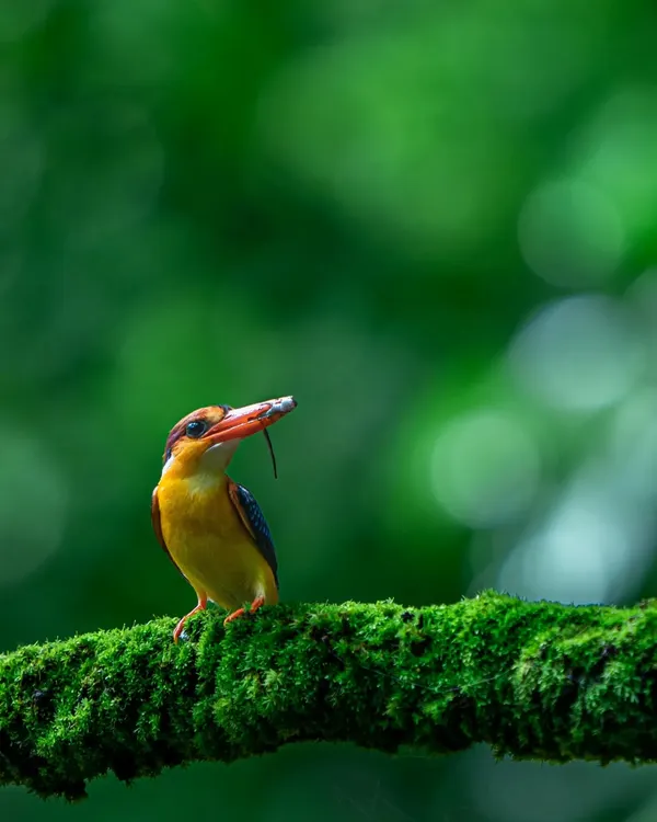 A female Oriental Dwarf Kingfisher, a flash of rainbow colours, with a freshly caught skink. It’s a privilege to witness these dedicated parents working tirelessly to feed their newborn chicks during the monsoon.