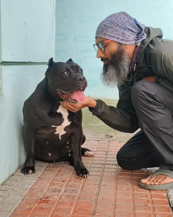 This big-hearted Staffordshire Bull Terrier was once abused. It melts my heart to give her the love she deserves. Alhamdulillah.
