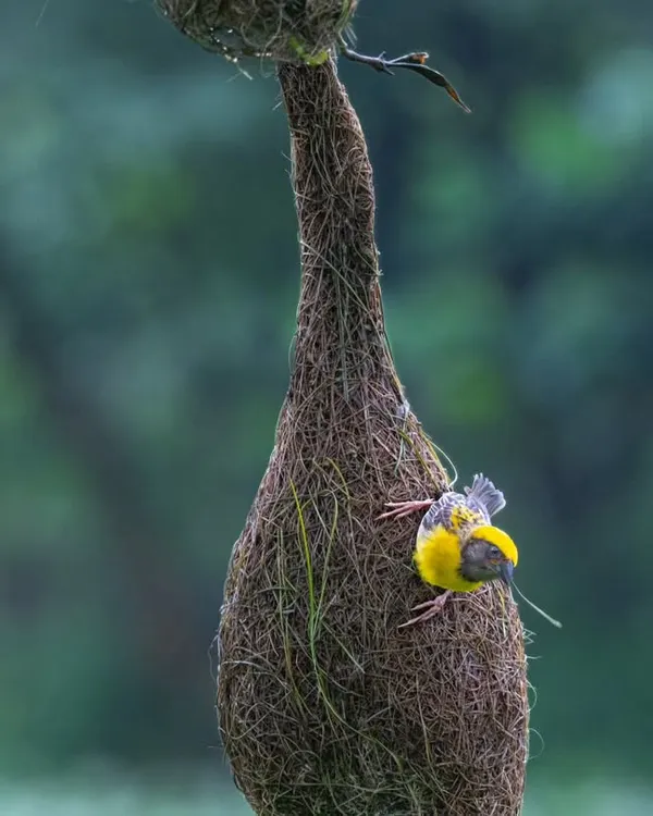 A male Baya Weaver, one of the avian world's finest architects, meticulously builds his nest to attract a female. It can take over 500 trips to gather enough grass for a single nest.