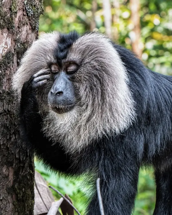 This Lion-tailed Macaque's expression perfectly captures that "Monday headache" feeling. It's a reminder that we're not so different after all.