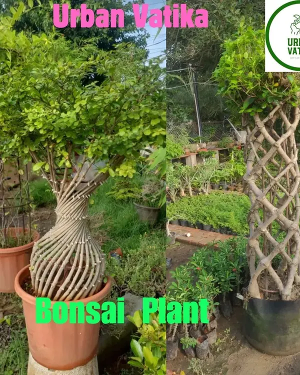 A look at two of my bonsai creations, one with a twisted trunk and another with a beautiful woven trunk.