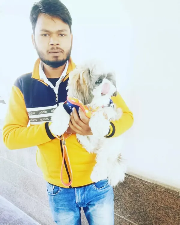 I adapt my training techniques for smaller breeds like this Shih Tzu. I focus on building their confidence and teaching basic commands in a way that suits their size and personality.