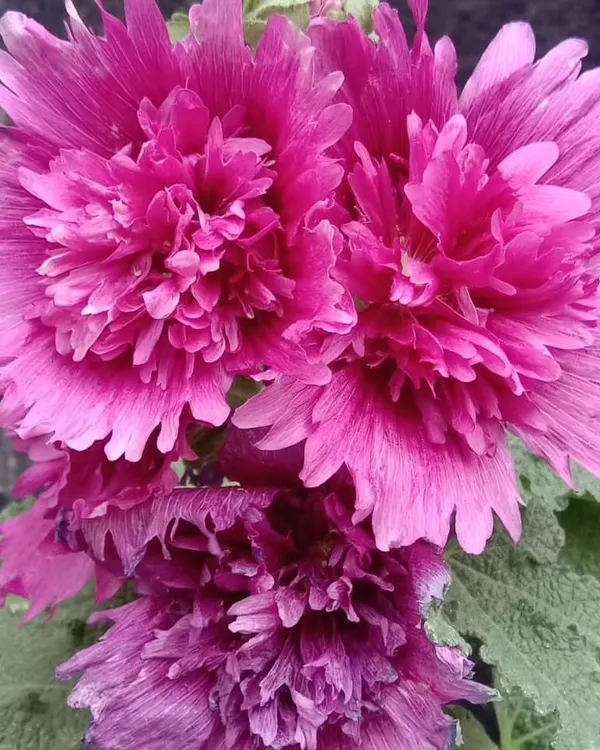 A close-up of a frilled, deep pink Hollyhock flower. I select plants with unique and impressive blooms for clients looking for something special.