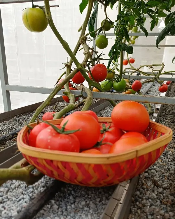 A basket of freshly picked tomatoes sitting right next to the vines they grew on. This is the definition of fresh, with a mix of ripe and ripening fruits visible on the plant.