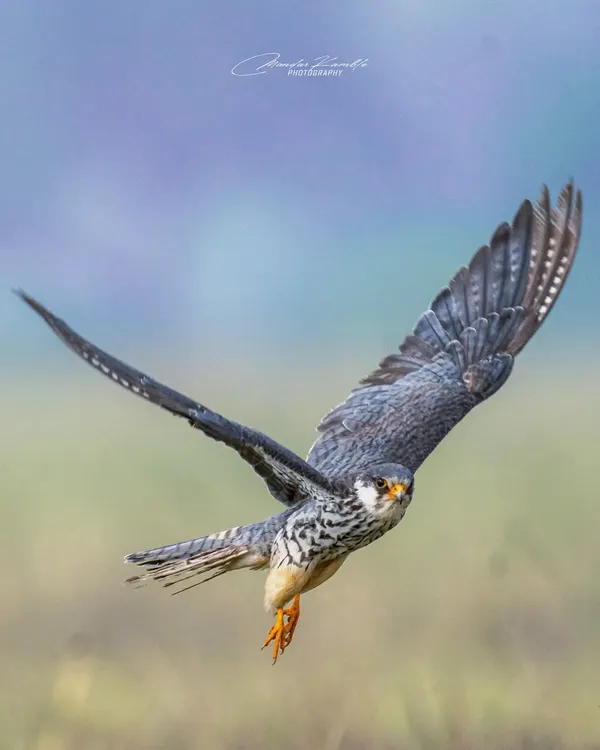 An Amur Falcon in full flight. Capturing this raptor with its wings spread against the sky showcases its power and grace. This is a difficult shot that requires fast and accurate focus tracking.