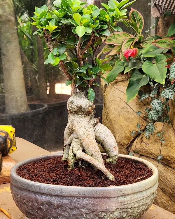 A beautiful Ficus Bonsai with thick, exposed roots, potted in a rustic, textured ceramic bowl. I take great care in potting these miniature trees to showcase their unique form and character, making them a perfect focal point for a quiet corner.