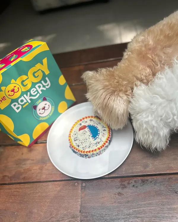 Celebrate Diwali with your best friend! Our Furry Festive Diya Cake is a safe and delicious way for your dog to join in the festivities.