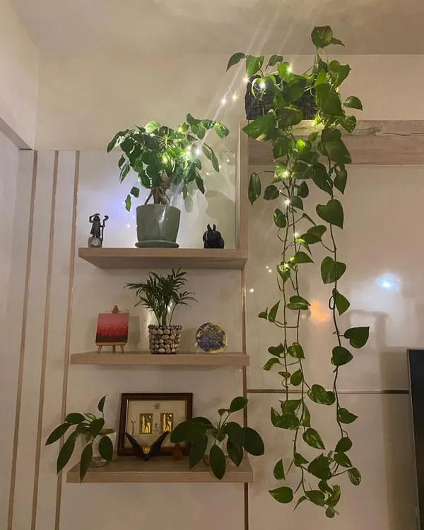 I was browsing my phone and found so many beautiful pictures our customers have shared over the years. This one with the fairy lights on the Pothos and Ficus for Diwali is so festive and brings back fond memories.