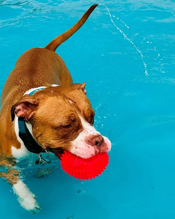 Pure bliss is a ball and a pool. This pup knows how to make the most of a sunny day at our camp, enjoying a refreshing swim and a game of fetch.
