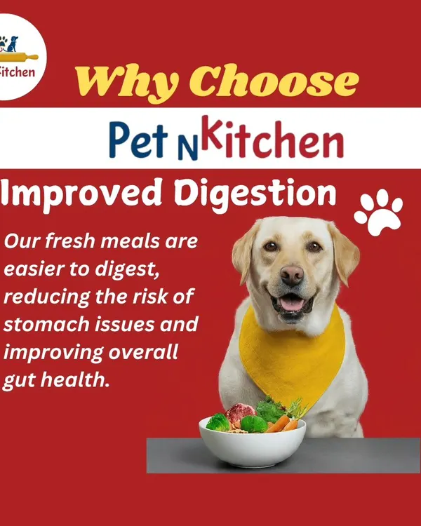 This image of a happy Labrador shows one of the first benefits you'll notice: improved digestion. My fresh meals are naturally easy to digest, reducing stomach issues and improving overall gut health for your pet.