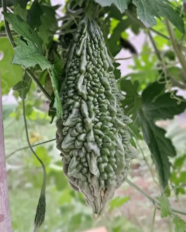 This healthy bitter gourd, or karela, is growing happily on a simple trellis on my terrace. I can show you how to set up vertical supports to grow climbing vegetables even in small spaces.