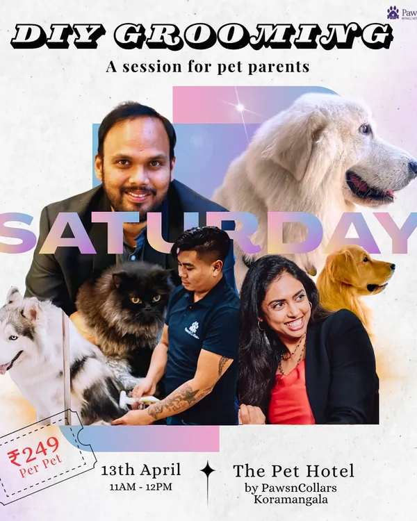 An event poster for our DIY Grooming workshop. This session empowers pet parents to tackle knots and shedding at home, with hands-on guidance from our founders and expert groomers.