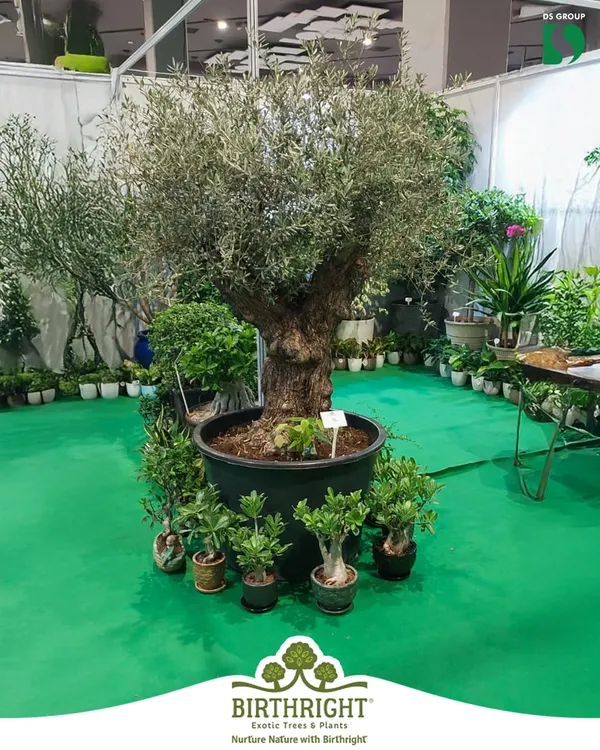 We were honored to be recognized at Van Mahotsav 2025 for our contribution to promoting biodiversity. This stunning olive tree was a centerpiece of our display, showcasing our commitment to bringing unique, mature plants to our community.