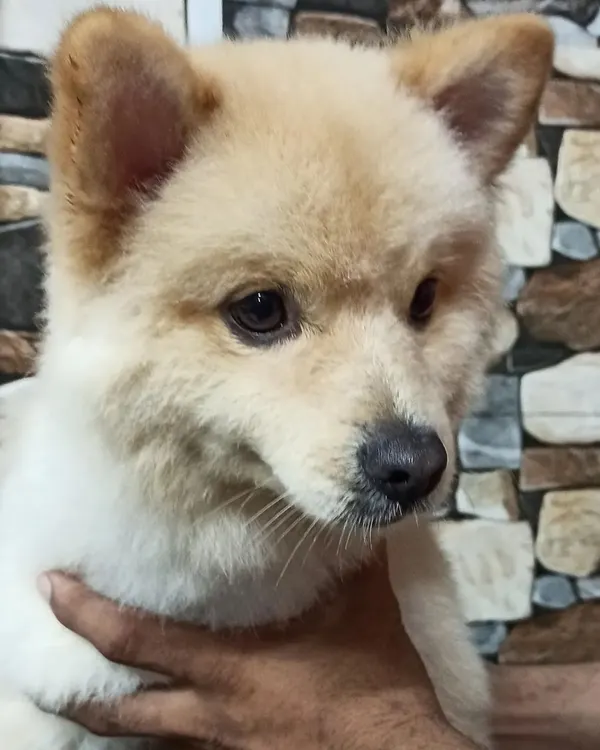 The 'after' reveal. Bolt, a charming Pomeranian mix, looking sharp and feeling fresh after his full grooming session, including a teddy bear cut.