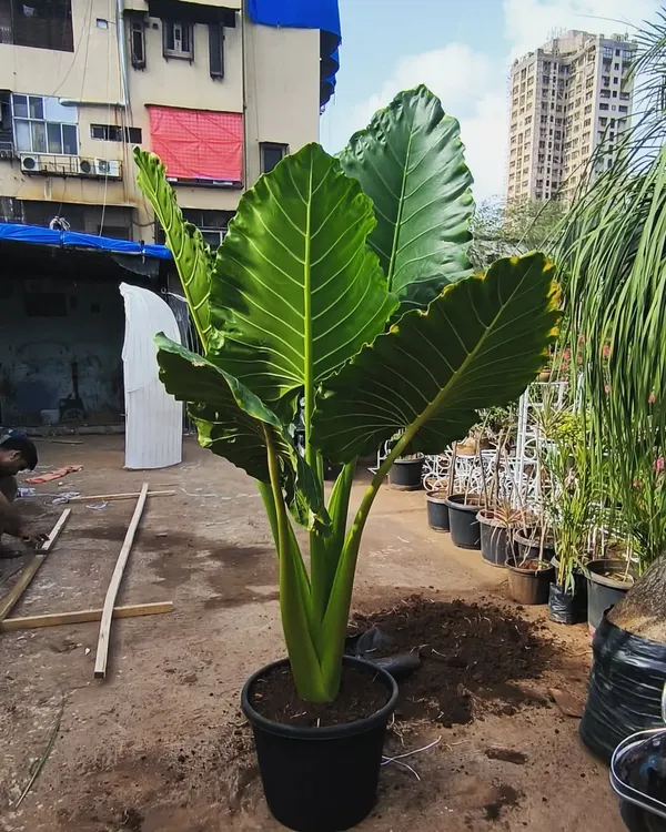 A full-sized Alocasia, also known as an Elephant Ear plant, ready at our nursery. Its huge, dramatic leaves make it a popular choice for creating a tropical jungle vibe.