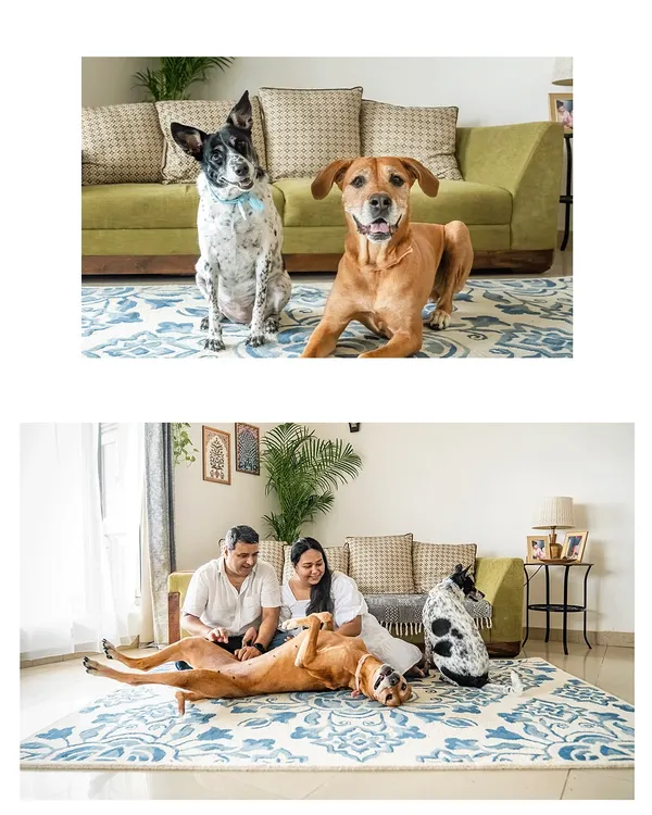 A full family portrait with Yuki and Navi, who are getting ready to welcome a new baby sister. The top image shows them posing perfectly, while the bottom captures a candid moment of play and relaxation.
