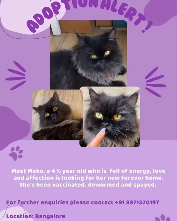 Meet Meko, a 4.5 year old Persian cat full of energy and affection. She is vaccinated, dewormed, and spayed, looking for her new forever home in Bangalore.