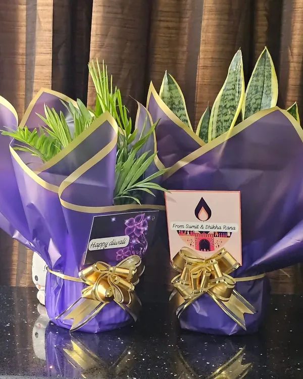 Here are two plants, a Parlor Palm and a Snake Plant, wrapped and ready for Diwali gifting. I can add custom tags and elegant wrapping for any occasion to make your gift feel personal.