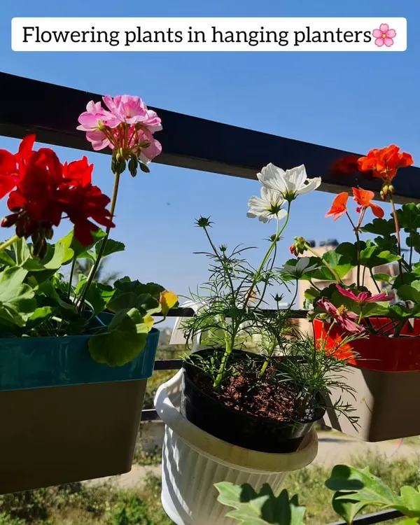 Flowering plants in hanging planters are a great way to add color and life to your balcony railings.