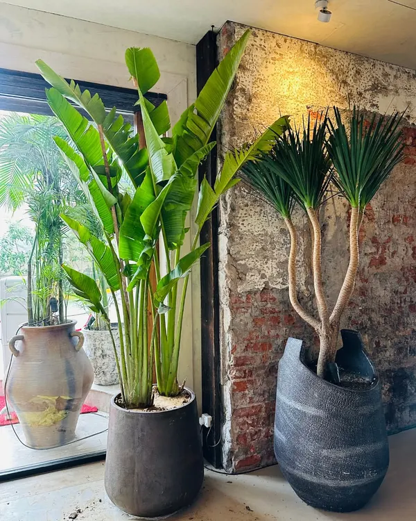 For this project, we selected large, impressive plants to complement the rustic brick and modern decor. A Bird of Paradise and a multi-stemmed Dracaena create a powerful visual impact near a window.